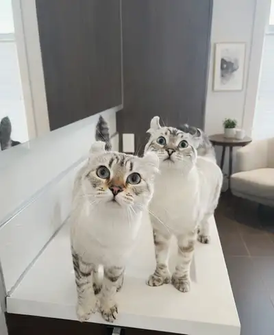 Rosebud Highland Lynx – Exceptional Kittens Available, View more