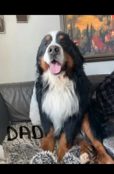 Bernese Mountain Dog Pups, View more