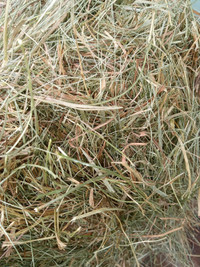 Organic Premium Timothy Hay/Grass for bunny rabbit, guinea pigs