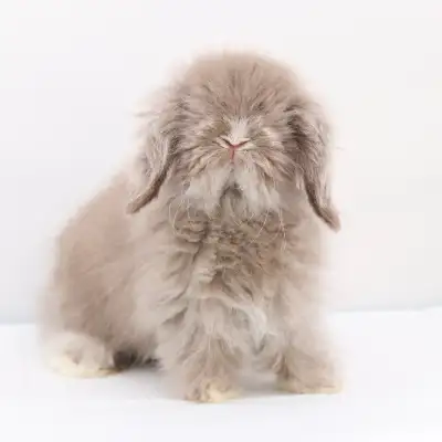 Dwarf Teddy Lop Bunnies (European Teddywidders), View more