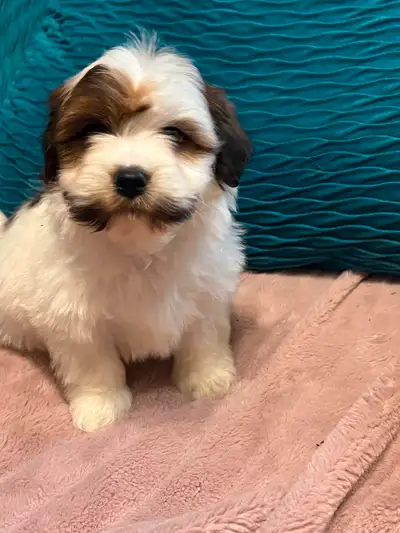One little man left! These boys are adorable and playful, so smart and well loved. They will be abou...