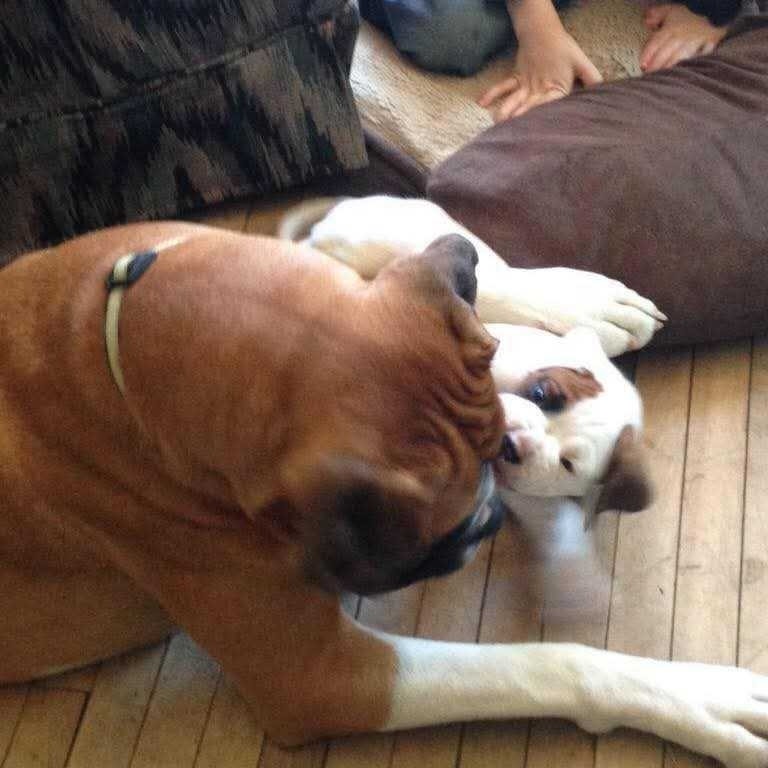 Boxer pups | Dogs & Puppies for Rehoming | Cape Breton | Free local ...