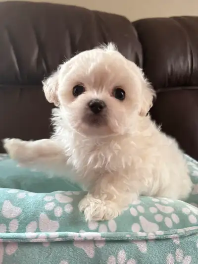 Maltipoo Puppies❤️!, View more
