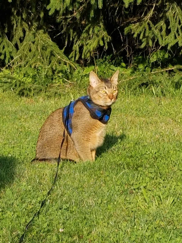 Flannel cat harness and leash  medium  dans Accessoires  à Ville de Montréal - Image 4