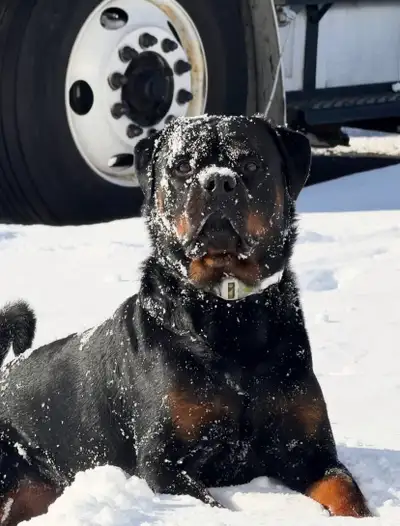 ❤️Top Quality Champion Bloodline Rottweiler Puppies ❤️, View more