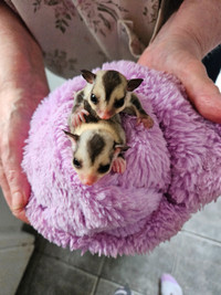 Lineaged twin sugar glider sisters (sold)