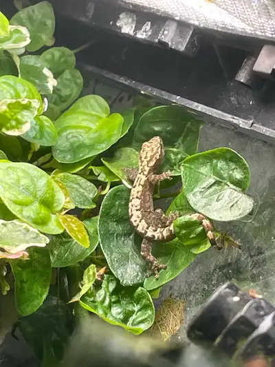 juvenile mourning geckos for sale, View more