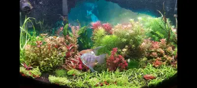 Aquarium Plants!   Over 100 plant species for your fish tank!, View more