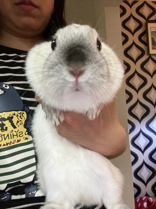 lapin nain ，dwarf rabbit  dans Petits animaux à adopter  à Ville de Montréal - Image 2