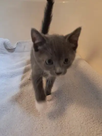 Kittens, View more