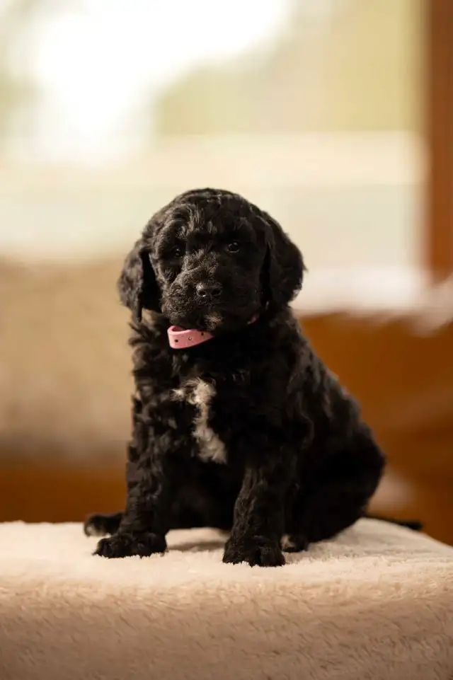 F1B small Bernedoodle puppies in Dogs & Puppies for Rehoming in Kelowna - Image 2