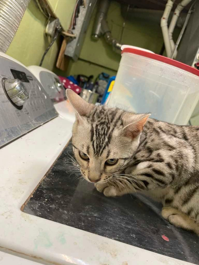 Bengal kittens PRICE DROP!! in Cats & Kittens for Rehoming in Oshawa / Durham Region - Image 4