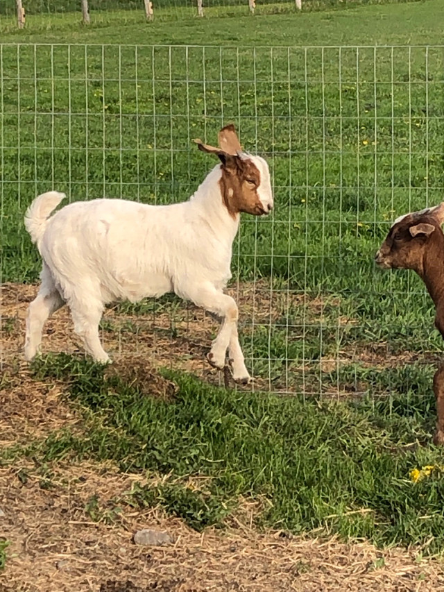 Meet Cobra! intact future sire Boer Buckling in Livestock in Sudbury - Image 2
