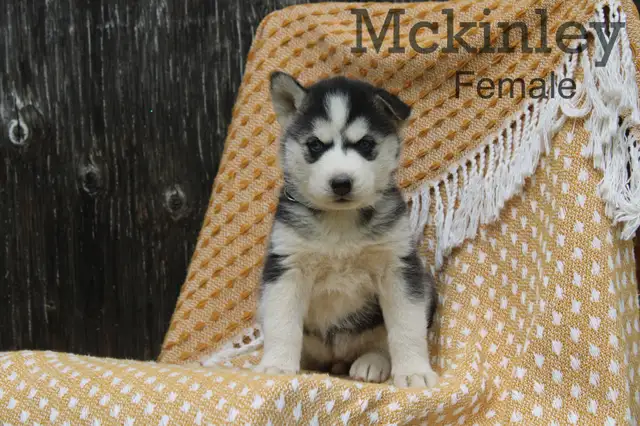 Siberian Husky Puppies! in Dogs & Puppies for Rehoming in Thunder Bay - Image 3