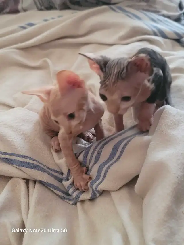 Réservée bébé chaton Sphynx in Cats & Kittens for Rehoming in Victoriaville - Image 6