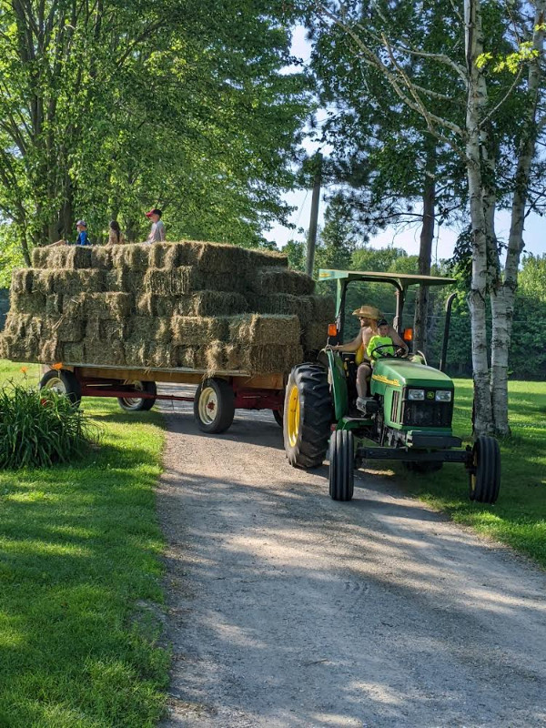 Hay for sale in Livestock in Ottawa - Image 2