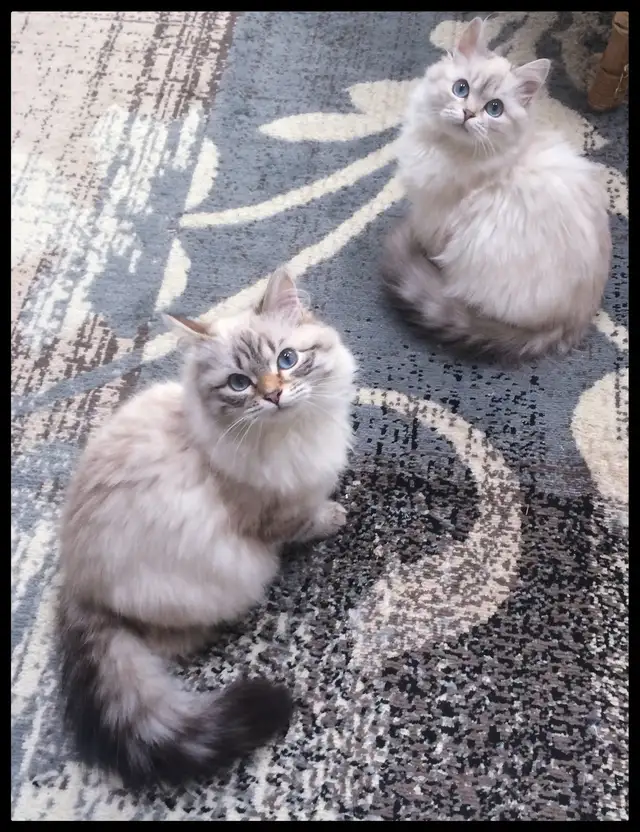 Siberian Kittens (Neva Masquerade). Hypoallergenic/Low Allergen