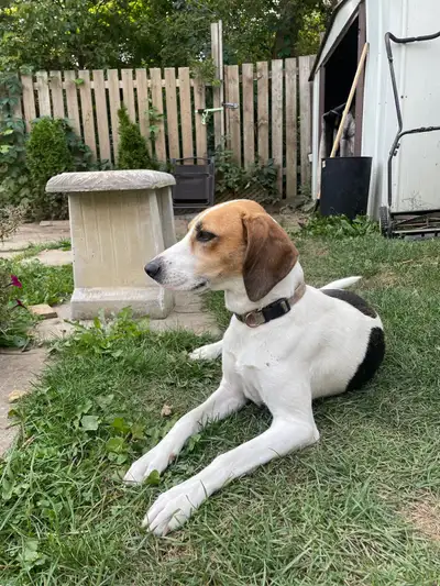 Looking for a Loving Home for Lucy, View more