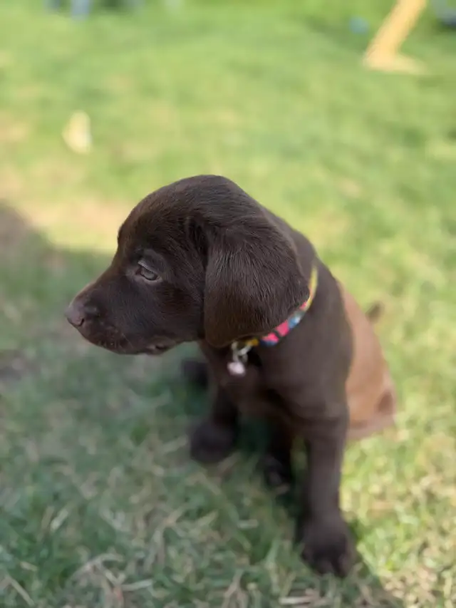 Chiot labrador in Dogs & Puppies for Rehoming in Gatineau - Image 9