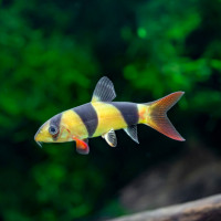 Clown Loach - Special Deal (See ad for bulk price)
