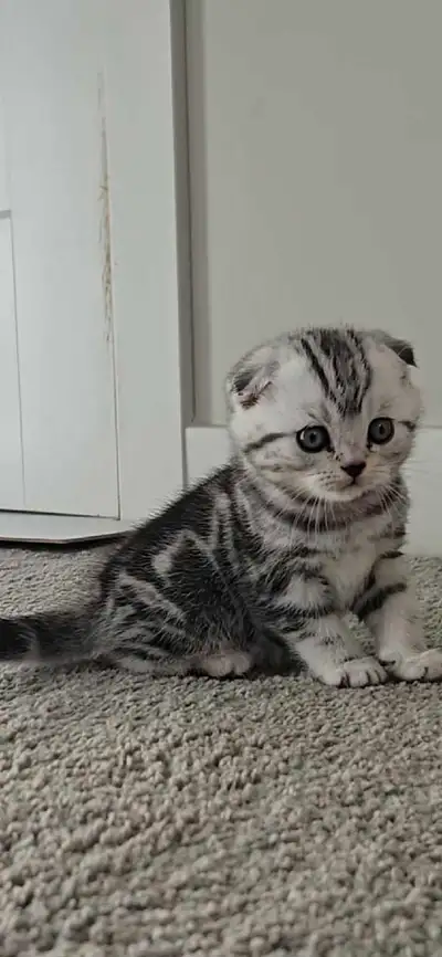 Scottish fold kittens, View more