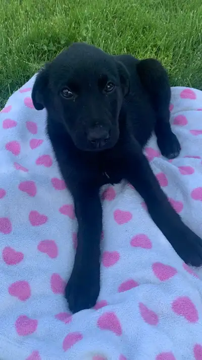 10 Puppies 8 Weeks old