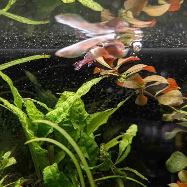 Ludwigia Ovalis in Fish for Rehoming in Kitchener / Waterloo - Image 3