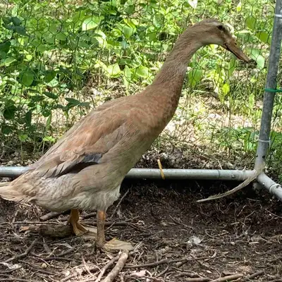 Indian runner ducks and hatching eggs available! Ducklings are 25 each Dozen hatching eggs 70 dollar