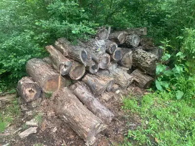 Free firewood, View more