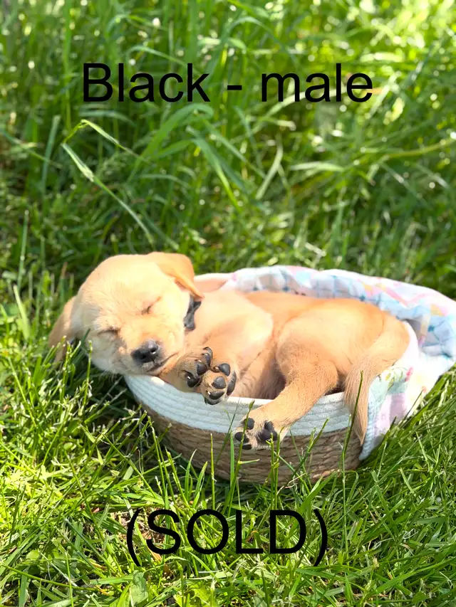 Golden Retriever X Labrador Puppies (SOLD) in Dogs & Puppies for Rehoming in Owen Sound - Image 7