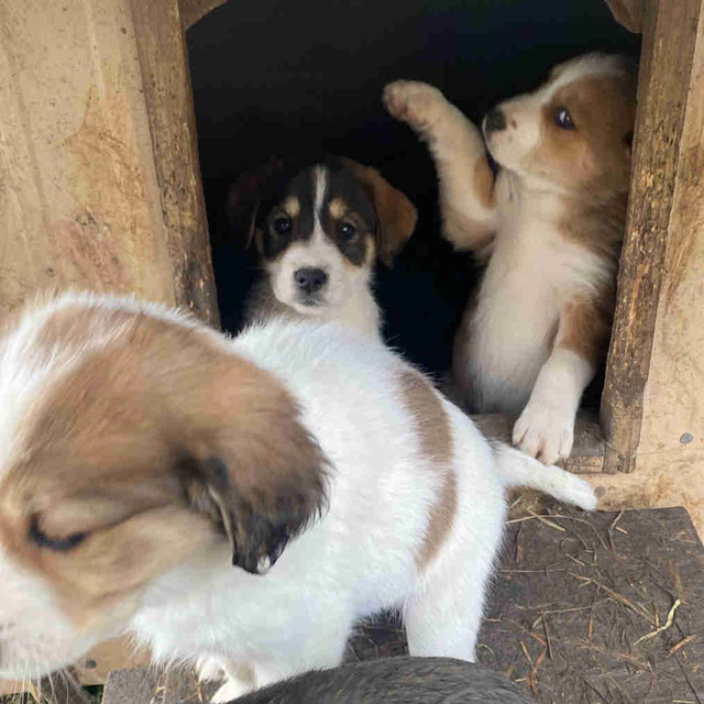 Great Pyrenees X Cattle X Bernese Mountain Dog Puppies in Dogs & Puppies for Rehoming in Norfolk County - Image 4