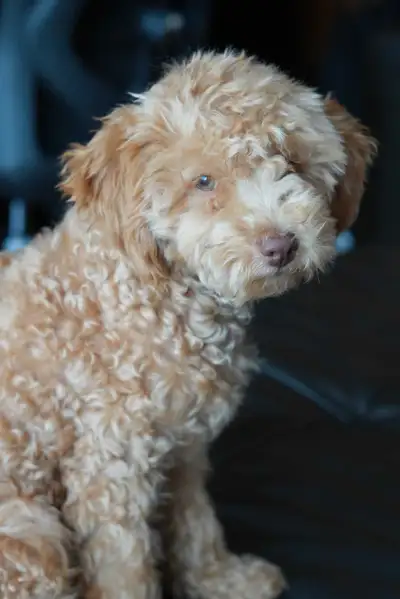 Rare Toy Poodle + Complete Starter Kit, View more
