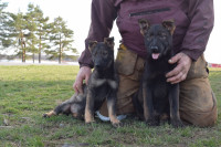 Sable Czech working line German Shepherd Puppies