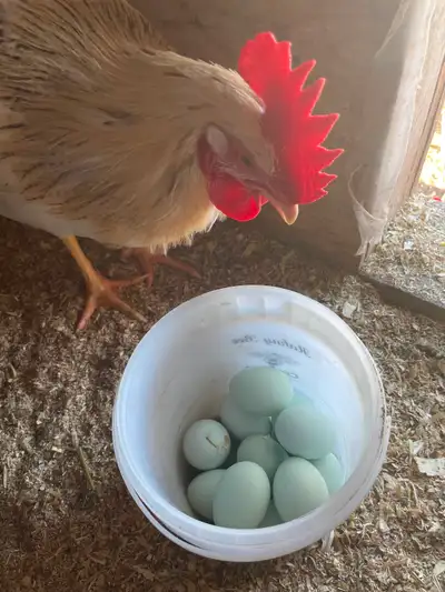 Azure blue egg laying hens to rehome, excellent layers. Beautiful, friendly, walk over and pick-up S...