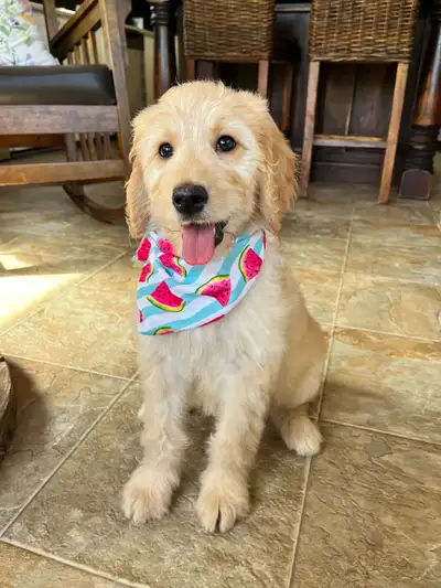 goldendoodle, View more