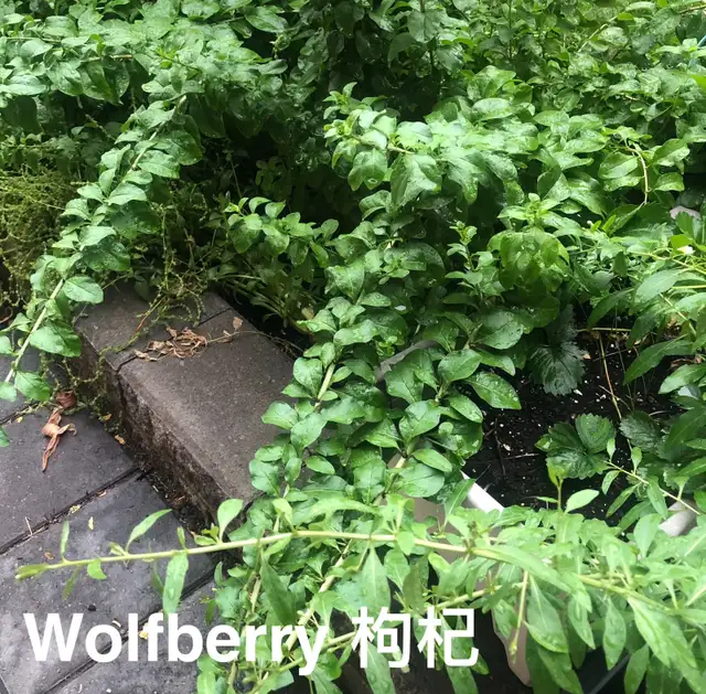 Superfood Goji Berry 枸杞 plants for sale in Other in City of Toronto - Image 4