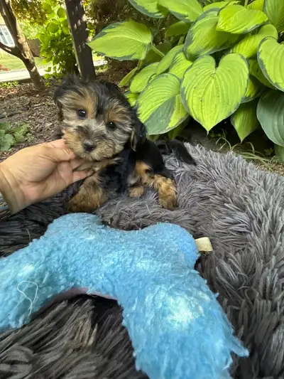 Beautiful Yorkie Puppy ready for Pick up❤️, View more