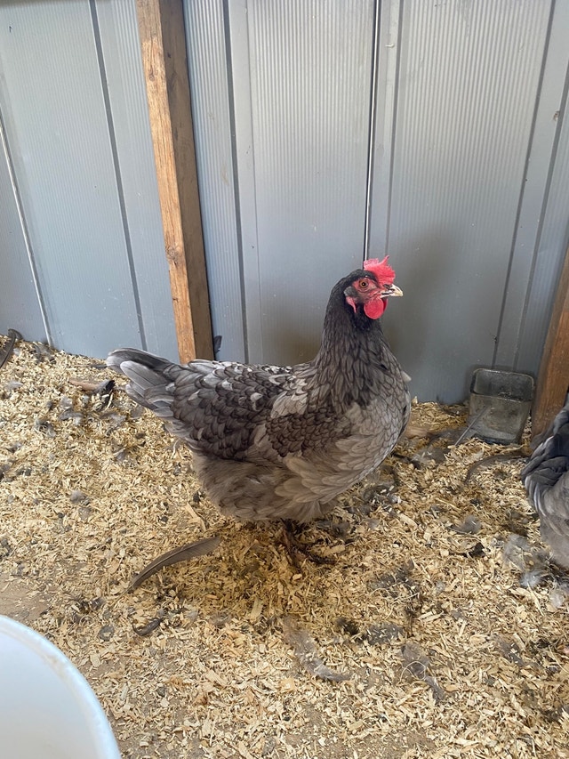 Young laying hens for sale *PRICE IN DESCRIPTION* Livestock Delta