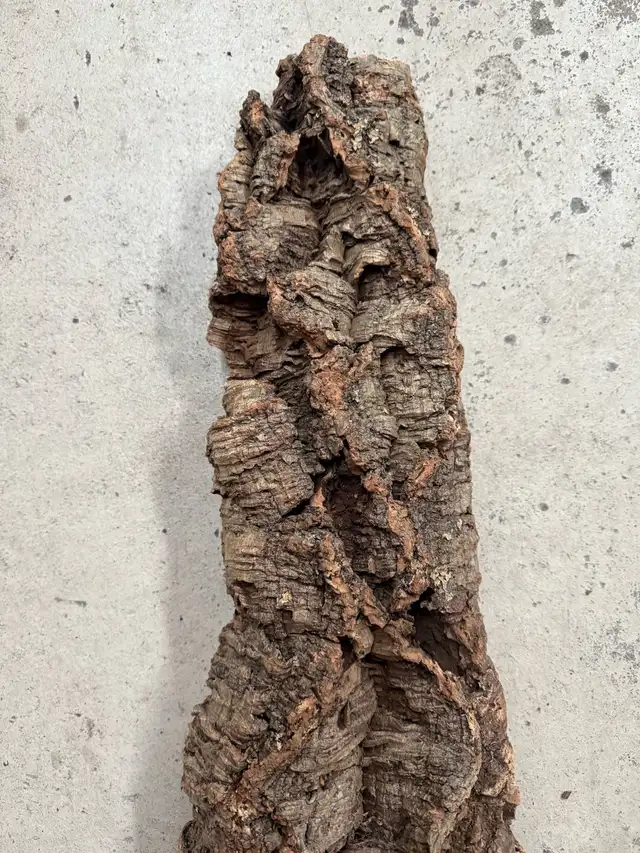 Écorce d’arbre 25 pouces de long par 9 et 5 pouces de largeur in Puerto Rico in Canada - Image 4