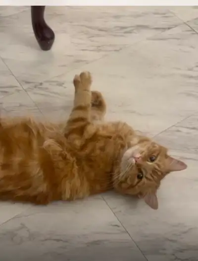 Lovely cat looking for new home , View more