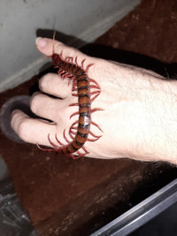 Malaysian Cherry Red Centipedes