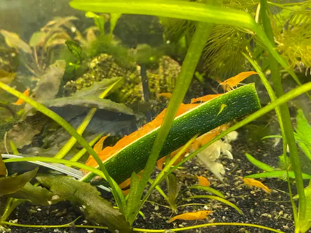 Orange Sunkist Shrimp  in Fish for Rehoming in Hamilton - Image 9