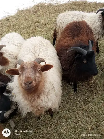 Icelandic Ewes, View more