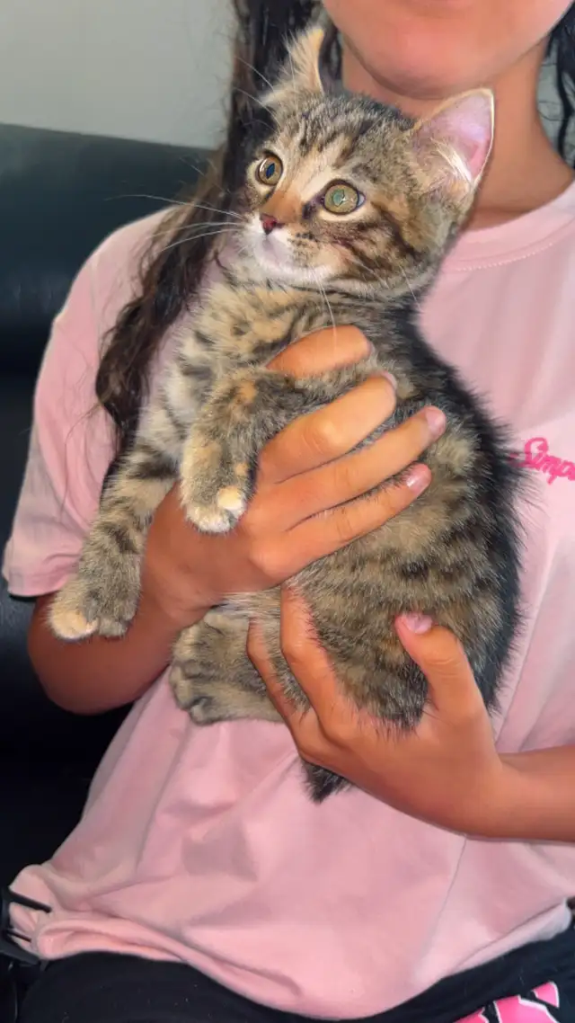 Highland Lynx Mixed in Cats & Kittens for Rehoming in Shawinigan - Image 5