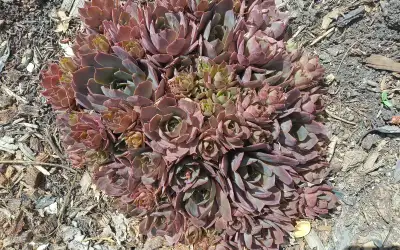Hen and Chicks--hardy Perennial succulent plants, View more