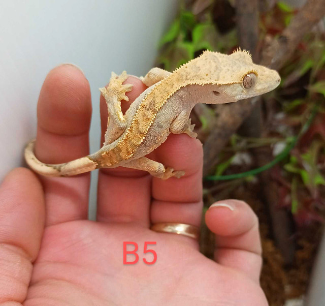 Juvenile crested Gecko  in Reptiles & Amphibians for Rehoming in Hamilton - Image 2