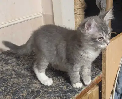 Kittens -Russian Blue & Ragdoll - last boy, View more