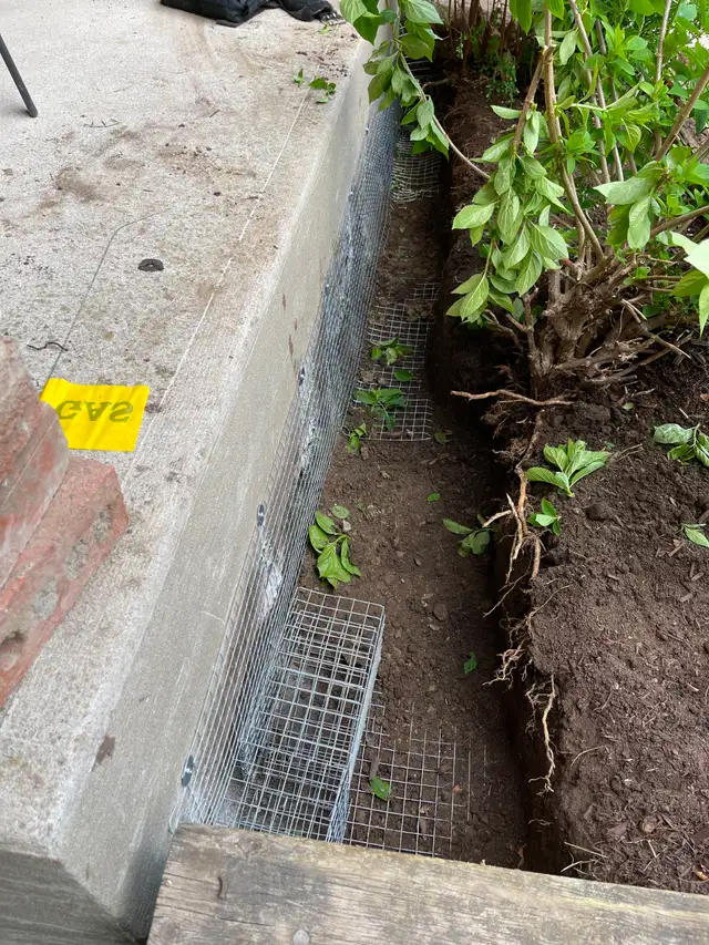 AAA Affordable Wildlife Control in Mississauga in Other in Mississauga / Peel Region - Image 14