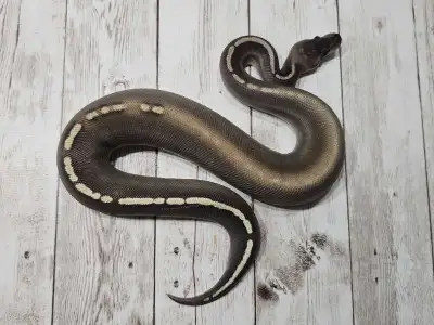 GHI Mojave Cinnamon Ball Python Hatchling ♡, View more