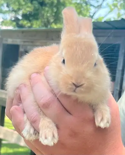 young male purebred Flemish giant bunnies , View more